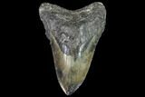 Bargain, Fossil Megalodon Tooth - North Carolina #91622-1